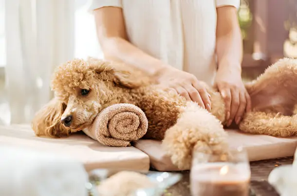 Dog Arthritis Massage