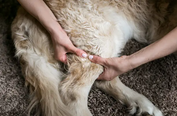 Dog Arthritis Massage  3 Soothing Techniques for Pain Relief at Home
